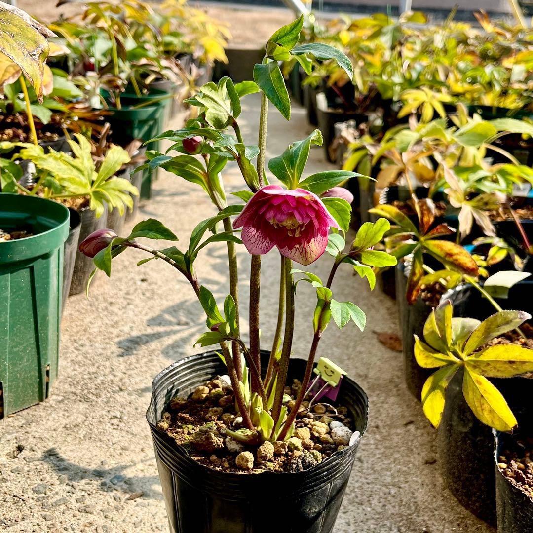 3804☘️1年間管理株☘️⭐️超多弁⭐️スプレーベイン⭐️野田園芸⭐️