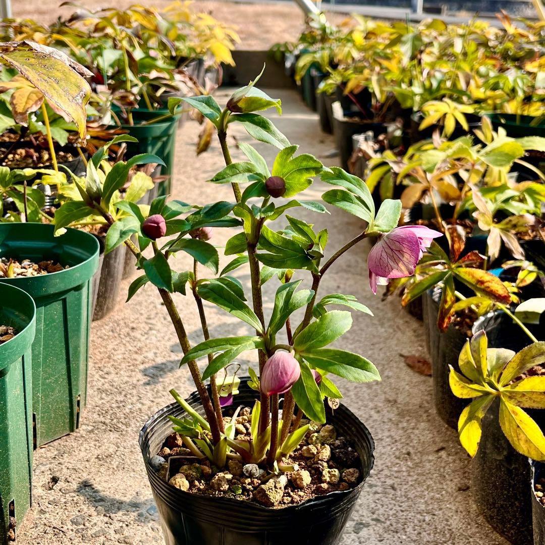 3804☘️1年間管理株☘️⭐️超多弁⭐️スプレーベイン⭐️野田園芸⭐️