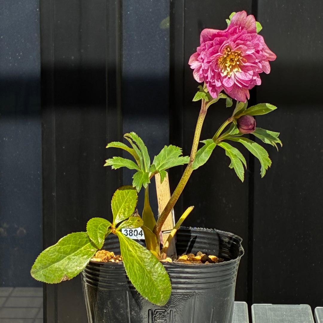 3804☘️1年間管理株☘️⭐️超多弁⭐️スプレーベイン⭐️野田園芸⭐️