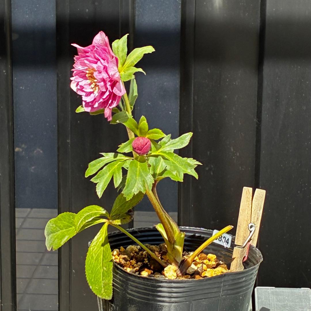 3804☘️1年間管理株☘️⭐️超多弁⭐️スプレーベイン⭐️野田園芸⭐️