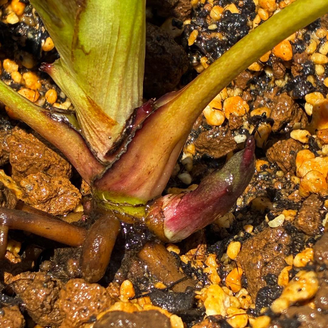 3804☘️1年間管理株☘️⭐️超多弁⭐️スプレーベイン⭐️野田園芸⭐️