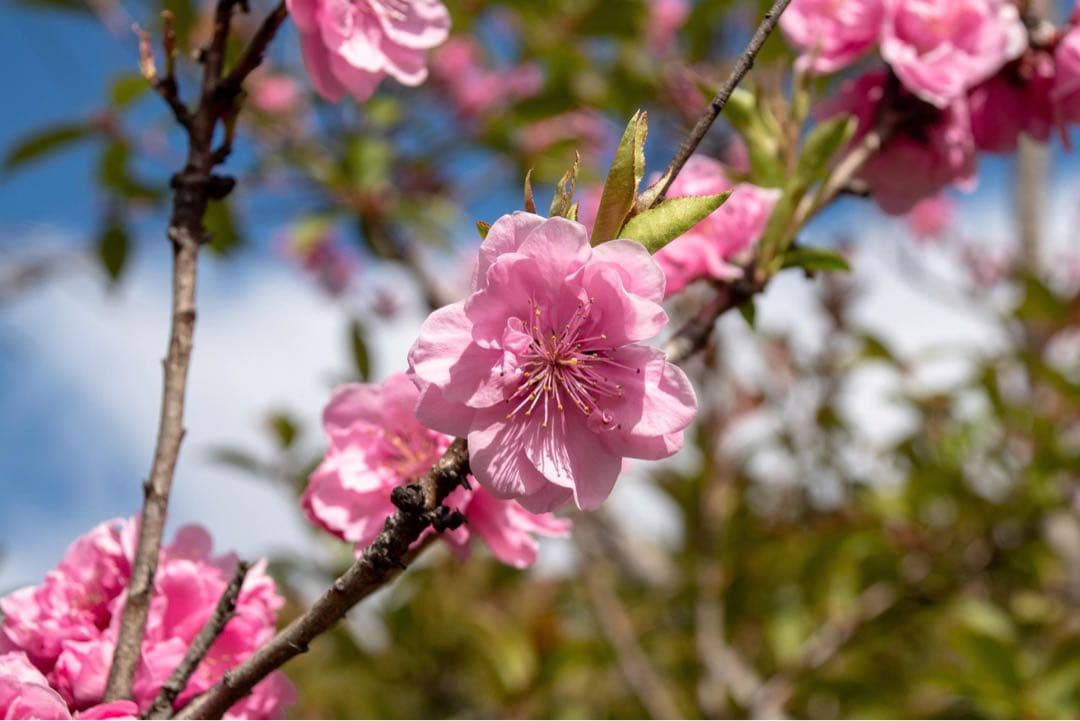 Nikon D5500 デジタル一眼レフカメラ