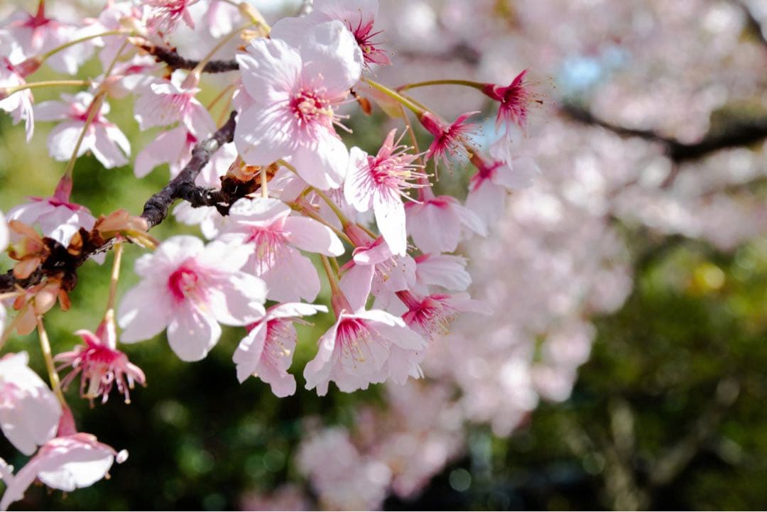 Nikon D5500 デジタル一眼レフカメラ