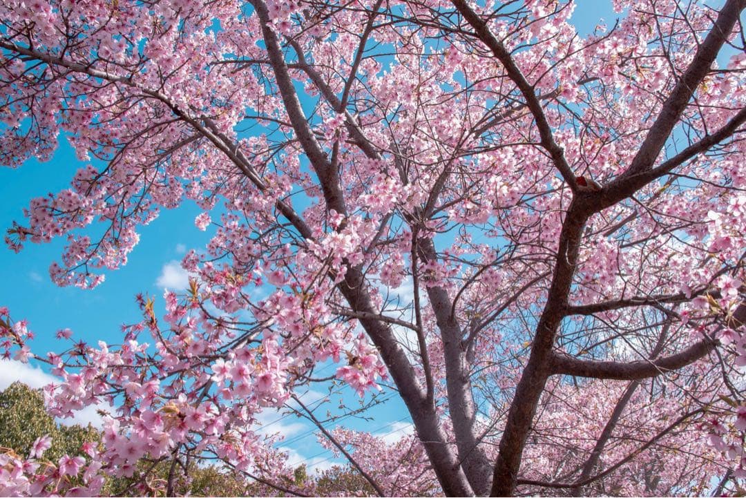 Nikon D5500 デジタル一眼レフカメラ