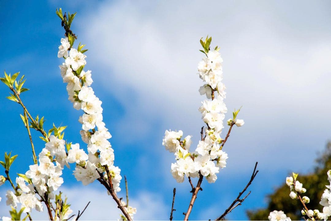 Nikon D5500 デジタル一眼レフカメラ