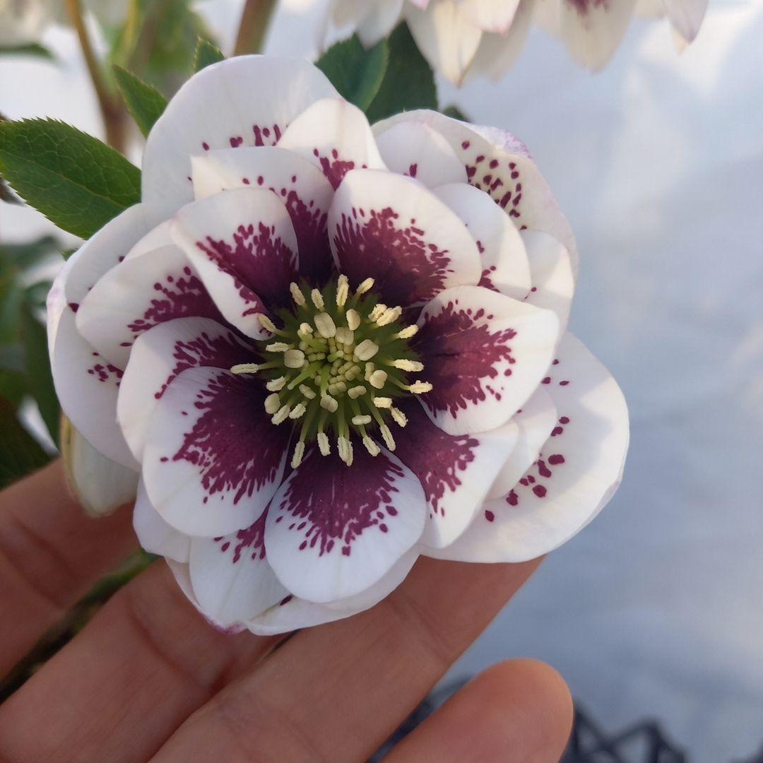 素敵な2種植え⭐クリスマスローズ、大苗、開花株
