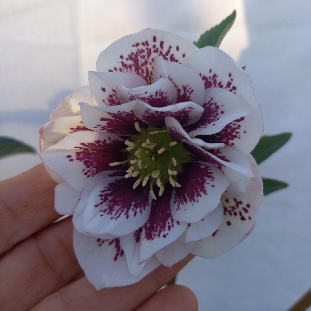 素敵な2種植え⭐クリスマスローズ、大苗、開花株