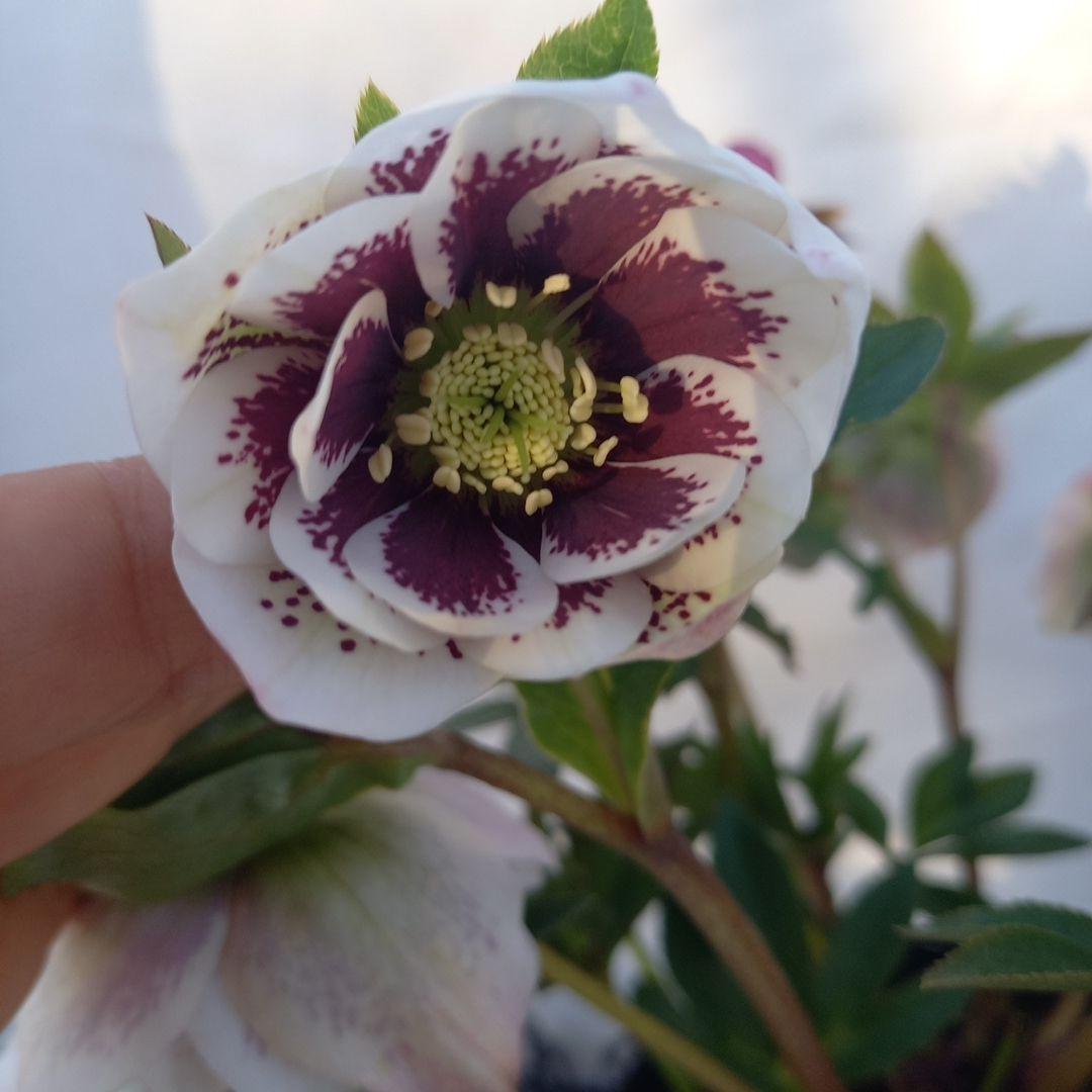 素敵な2種植え⭐クリスマスローズ、大苗、開花株
