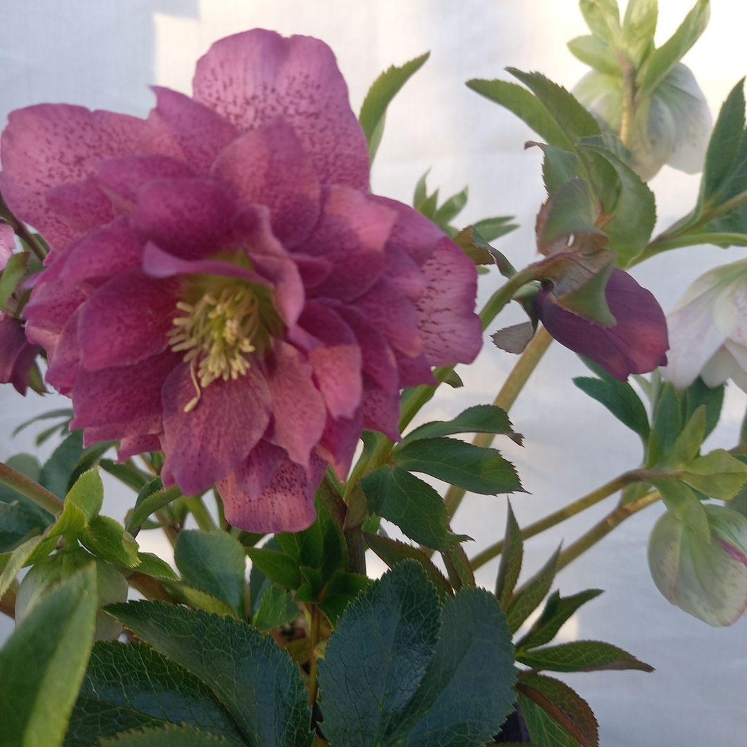 素敵な2種植え⭐クリスマスローズ、大苗、開花株