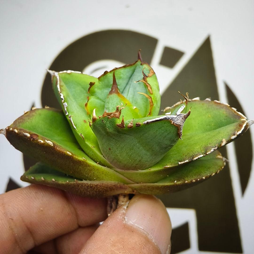 554【上澳園芸】 アガベ チタノタ グラトニー Gluttony 良質子株