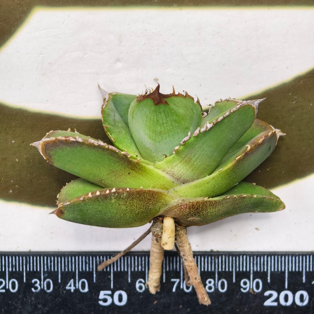 554【上澳園芸】 アガベ チタノタ グラトニー Gluttony 良質子株