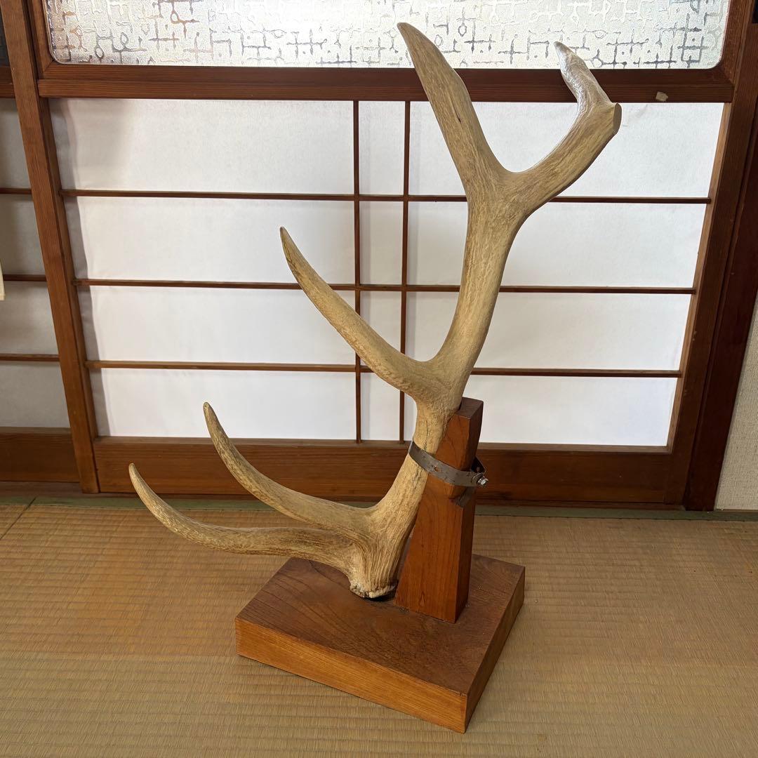 ニホンジカ 落ち角 約70cm 台座付 4.6kg 鹿の角 日本鹿