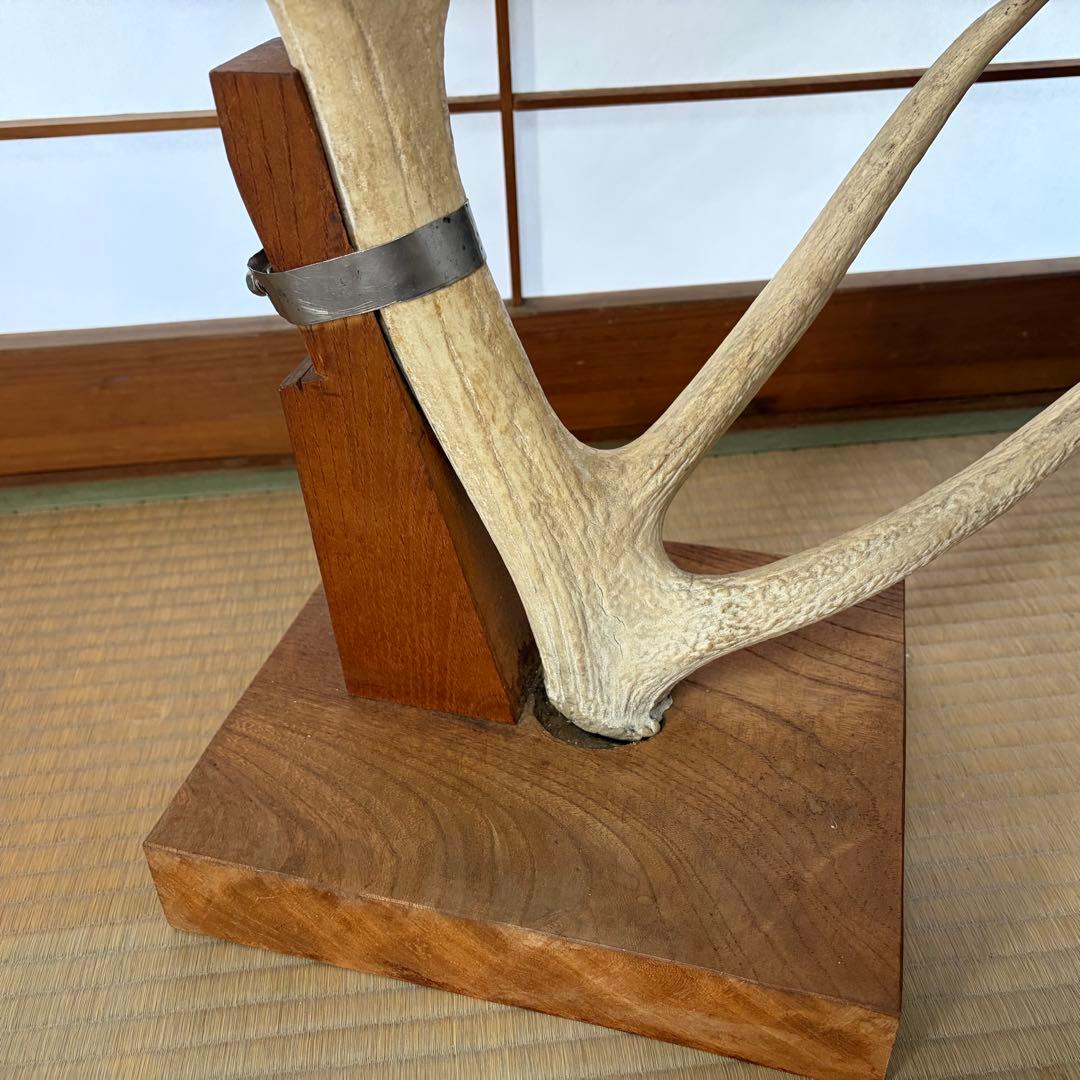 ニホンジカ 落ち角 約70cm 台座付 4.6kg 鹿の角 日本鹿