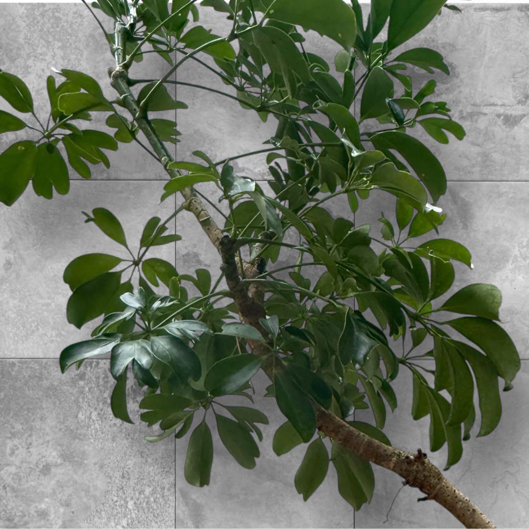 シェフレラ•レナータ♪ 95cm 曲がりフォルム♪