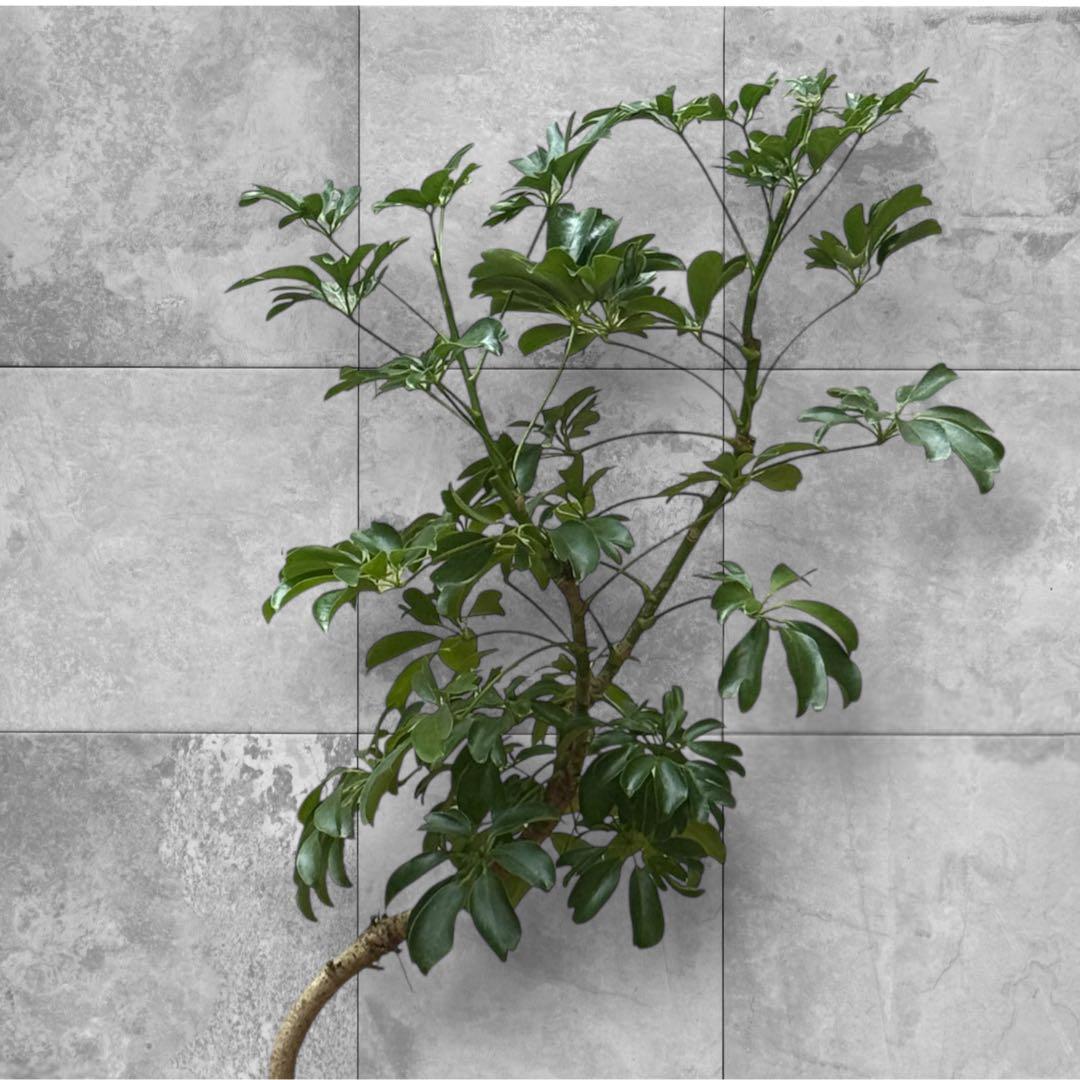 シェフレラ•レナータ♪ 95cm 曲がりフォルム♪