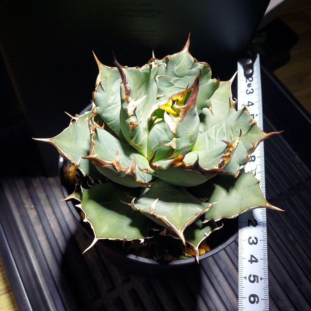 アガベ　チタノタ　姫厳竜　親株販売　子株付き　鉢ごとメルカリ便　観葉植物　初心者