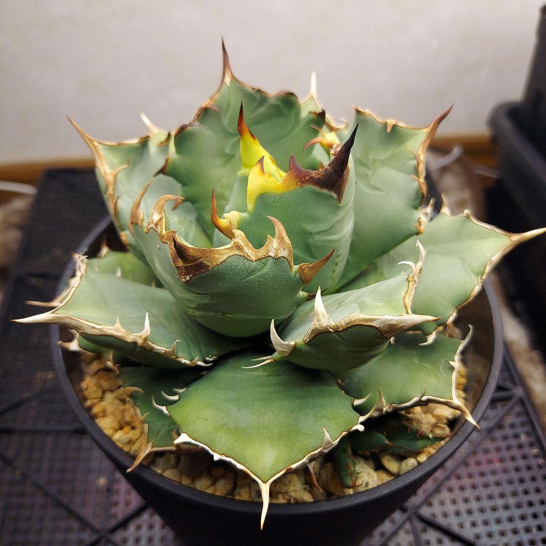 アガベ　チタノタ　姫厳竜　親株販売　子株付き　鉢ごとメルカリ便　観葉植物　初心者