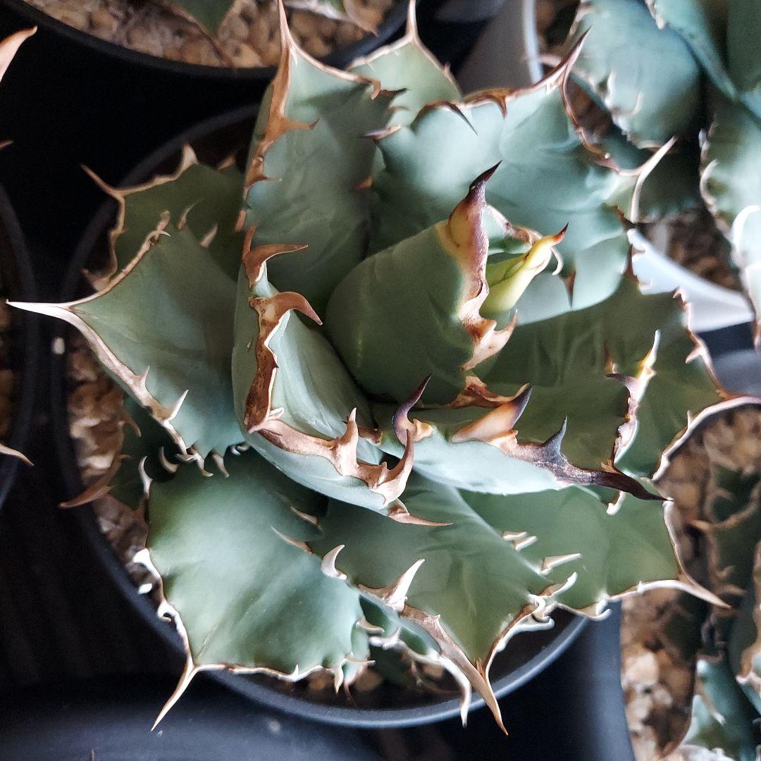 アガベ　チタノタ　姫厳竜　親株販売　子株付き　鉢ごとメルカリ便　観葉植物　初心者