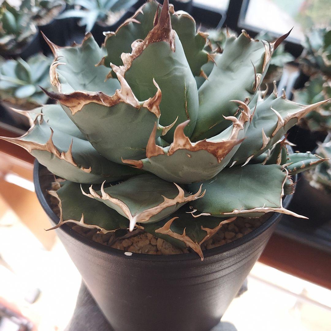 アガベ　チタノタ　姫厳竜　親株販売　子株付き　鉢ごとメルカリ便　観葉植物　初心者