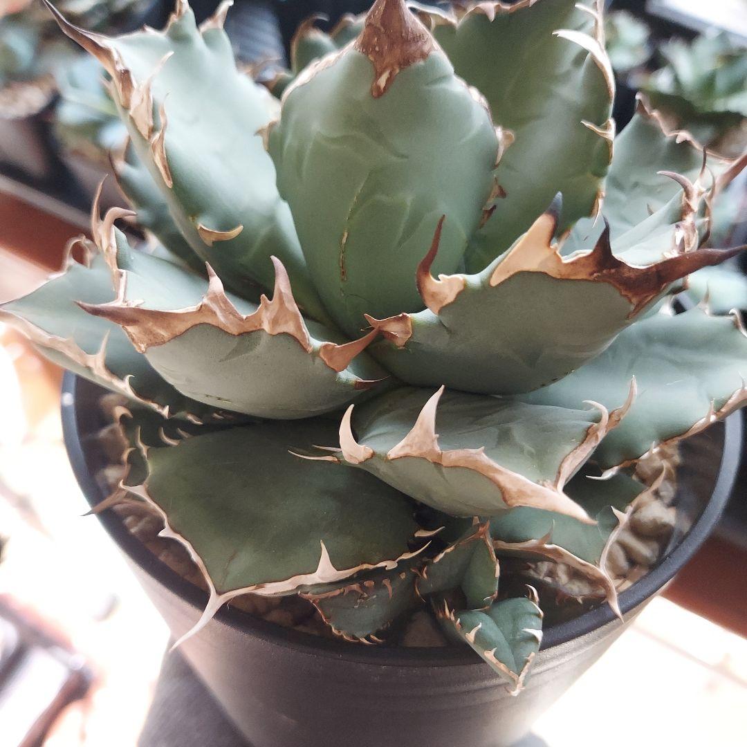 アガベ　チタノタ　姫厳竜　親株販売　子株付き　鉢ごとメルカリ便　観葉植物　初心者