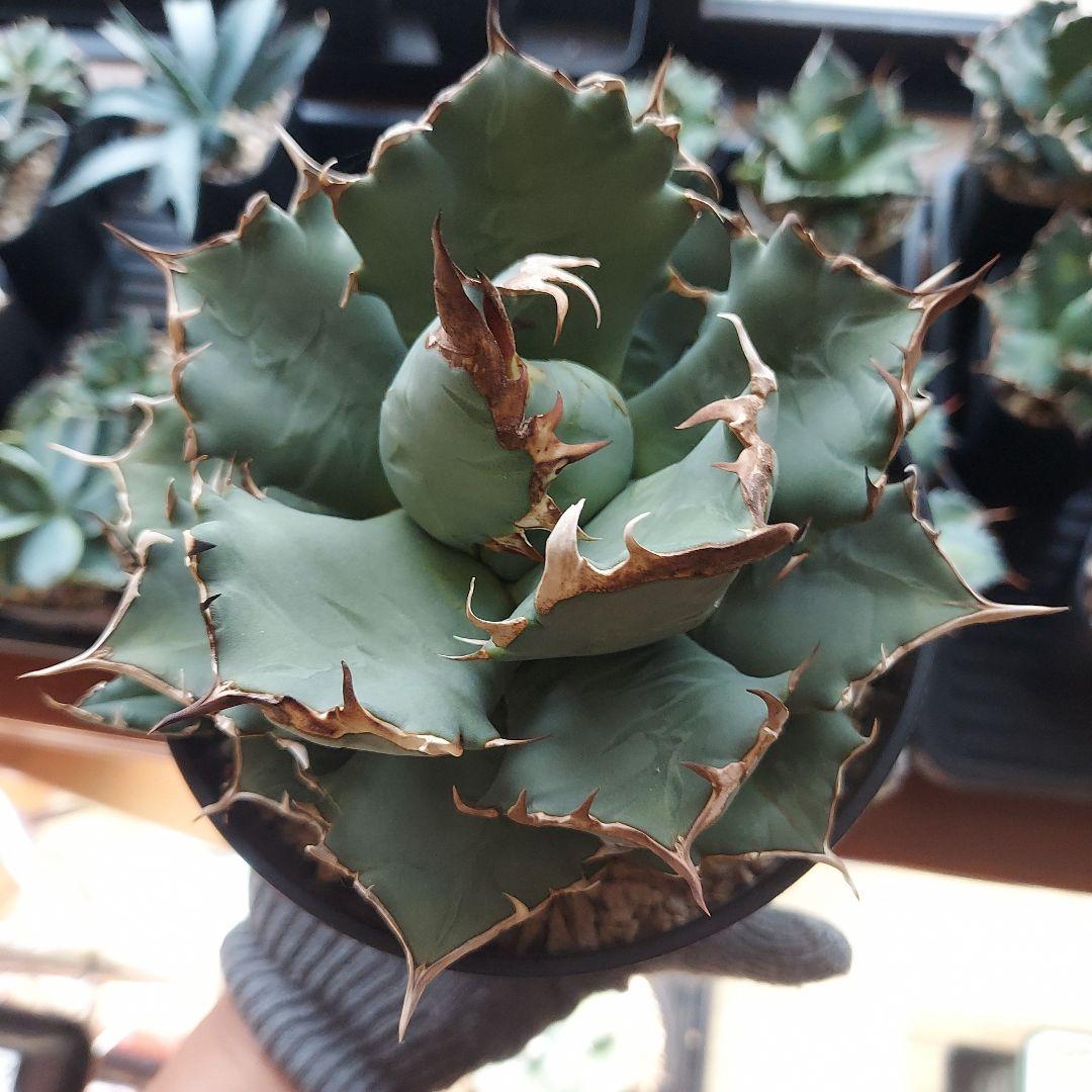 アガベ　チタノタ　姫厳竜　親株販売　子株付き　鉢ごとメルカリ便　観葉植物　初心者