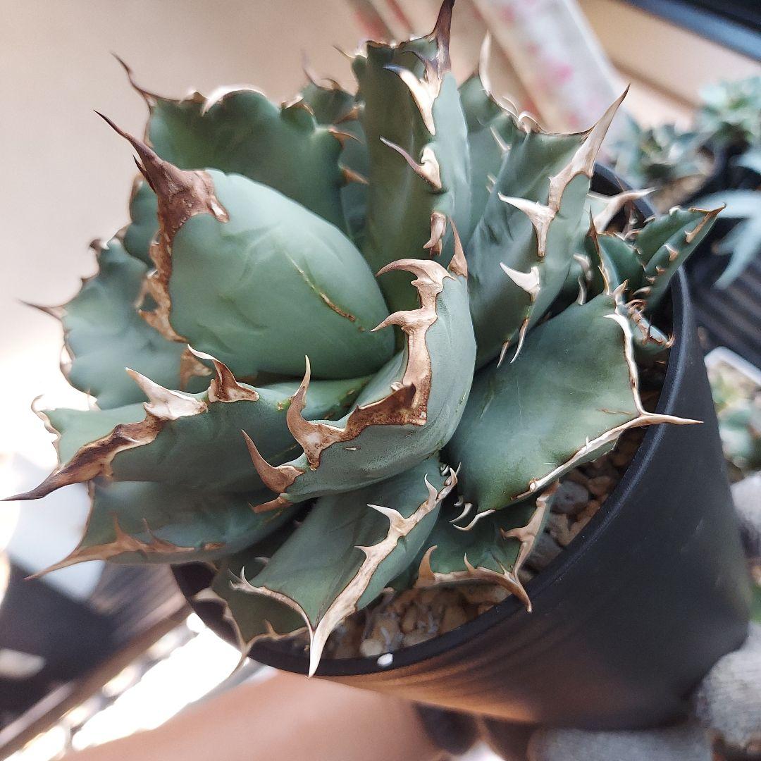 アガベ　チタノタ　姫厳竜　親株販売　子株付き　鉢ごとメルカリ便　観葉植物　初心者