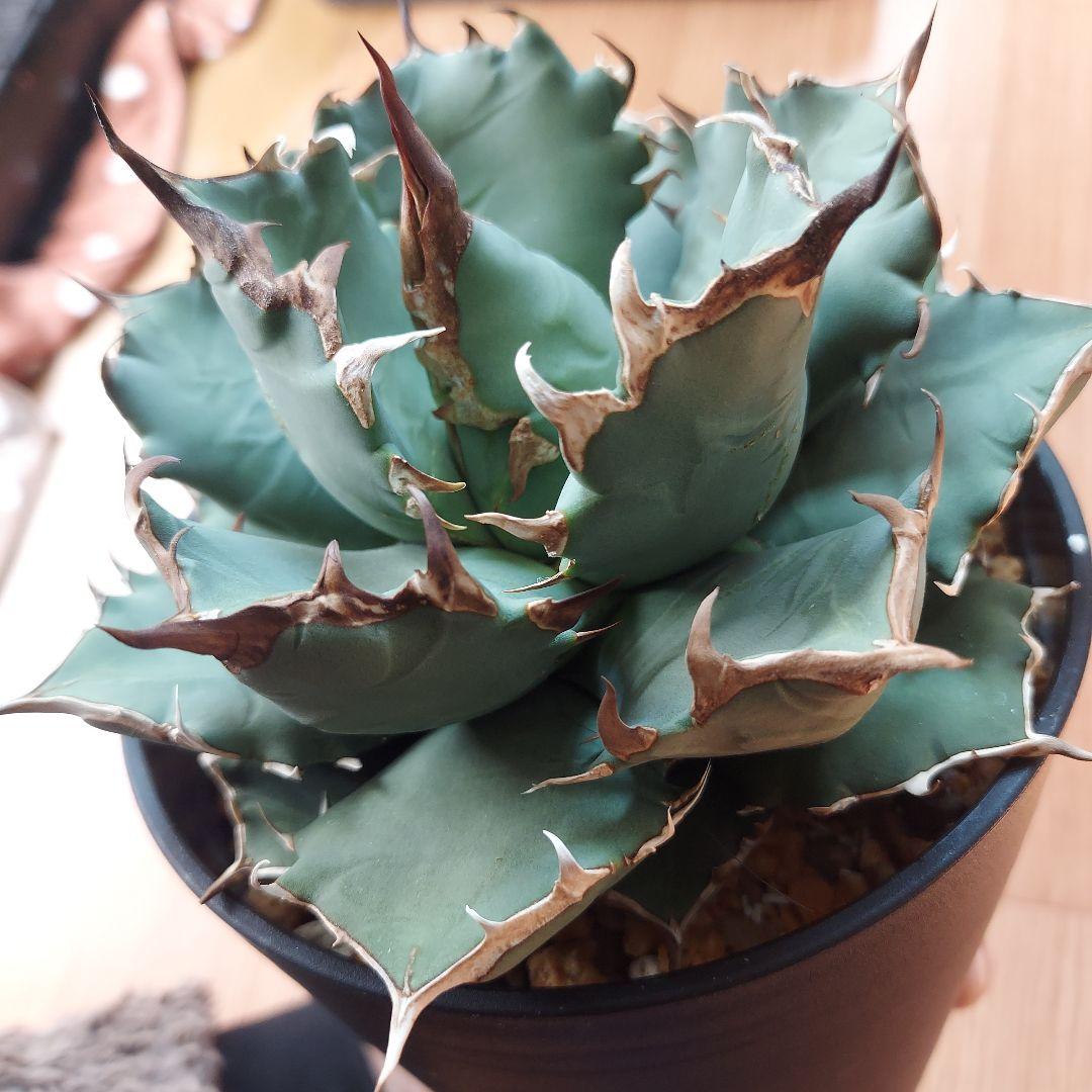 アガベ　チタノタ　姫厳竜　親株販売　子株付き　鉢ごとメルカリ便　観葉植物　初心者