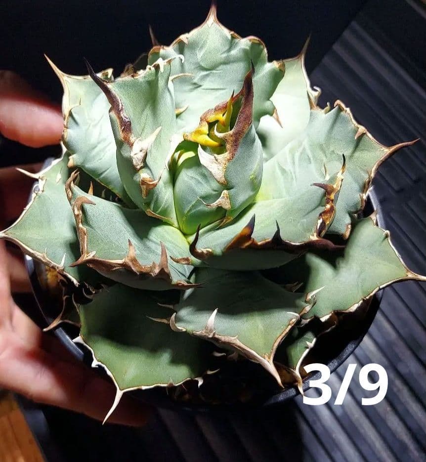 アガベ　チタノタ　姫厳竜　親株販売　子株付き　鉢ごとメルカリ便　観葉植物　初心者