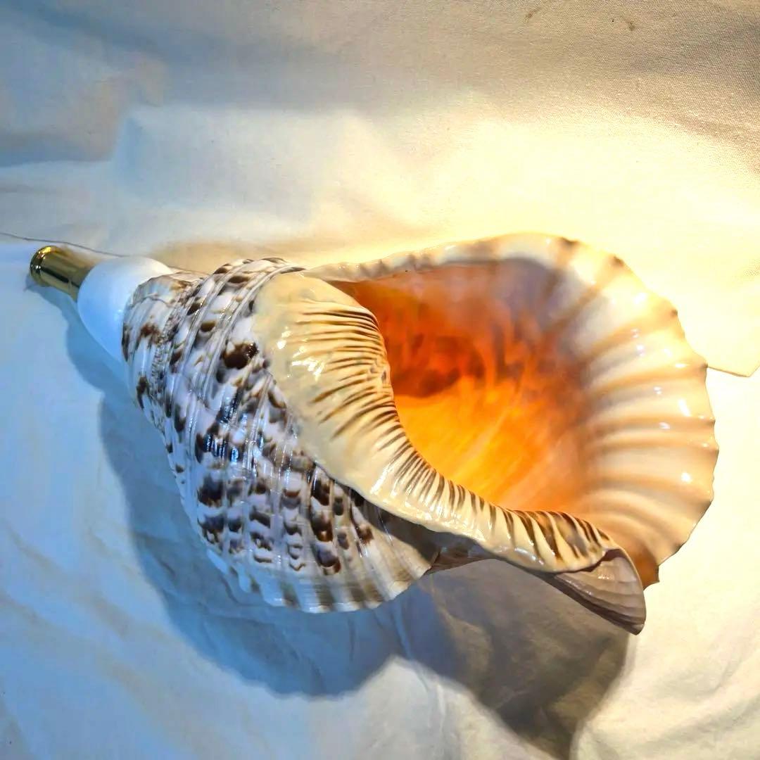 特大修験道法螺貝44㎝　山伏　ほら貝　ホラガイ 法螺貝　貝殻の装飾品・楽器