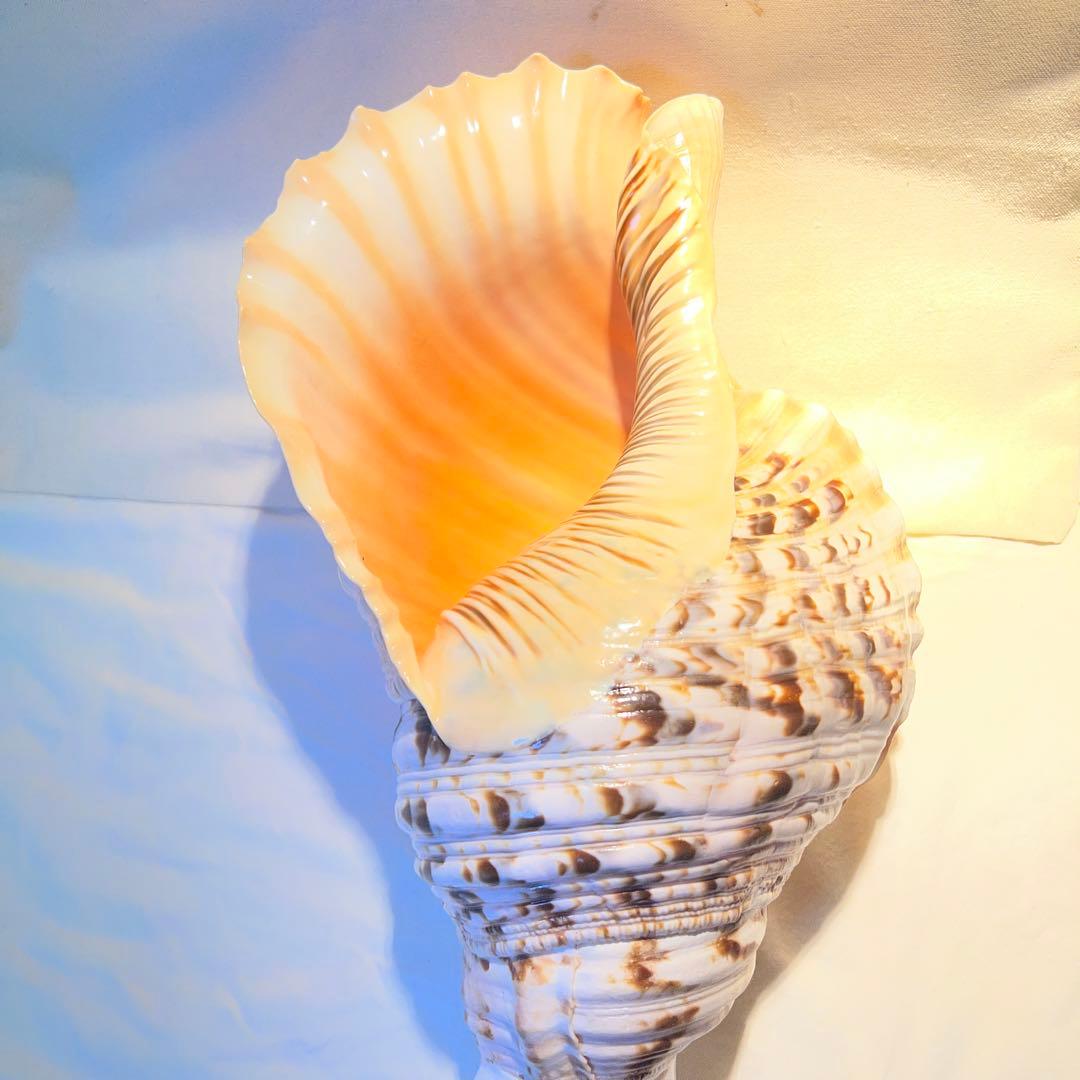 特大修験道法螺貝44㎝　山伏　ほら貝　ホラガイ 法螺貝　貝殻の装飾品・楽器