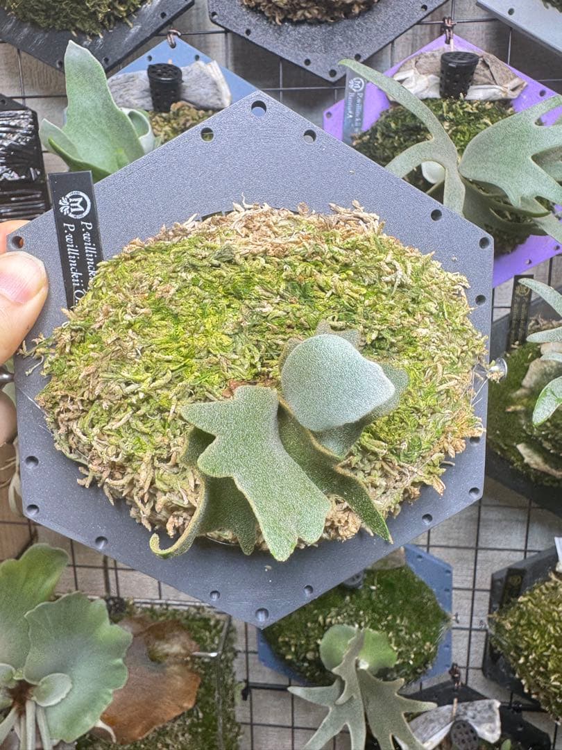 predator、omg mix ビカクシダ