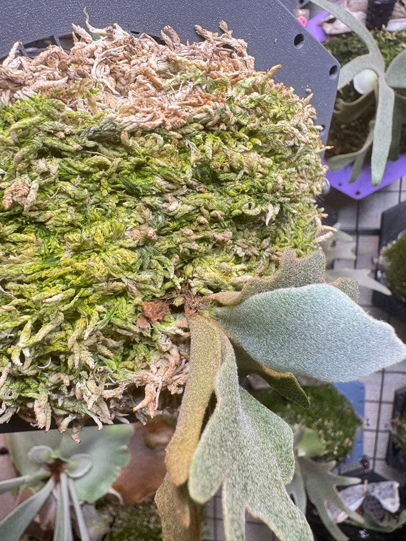 predator、omg mix ビカクシダ