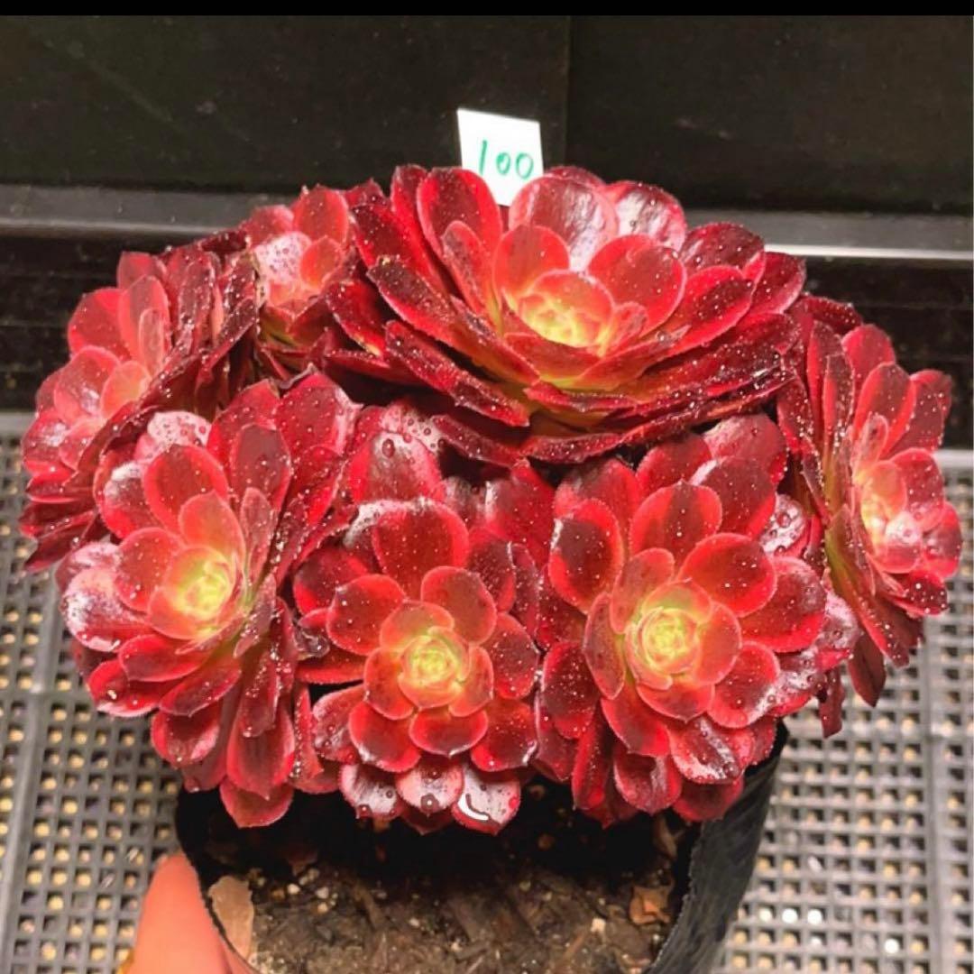 100#多肉植物アエオニウム錦❤️ アンナ ❤️11頭17cm拔き苗