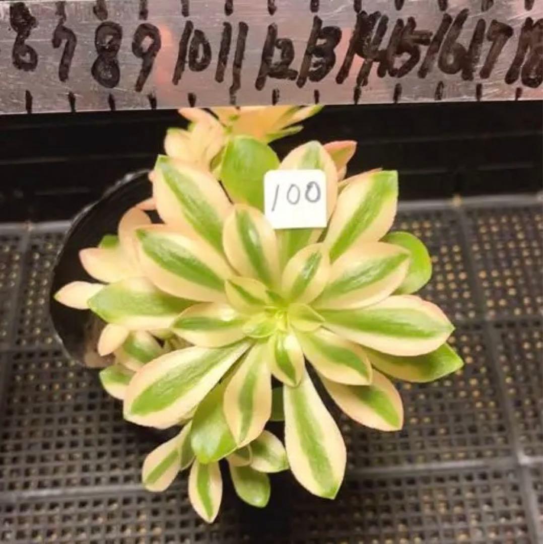 100#多肉植物❤️アエオニウム錦❤️ホロスパツラツム錦❤️7頭16cm拔き苗