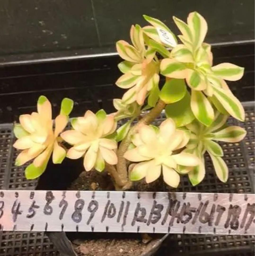 100#多肉植物❤️アエオニウム錦❤️ホロスパツラツム錦❤️7頭16cm拔き苗