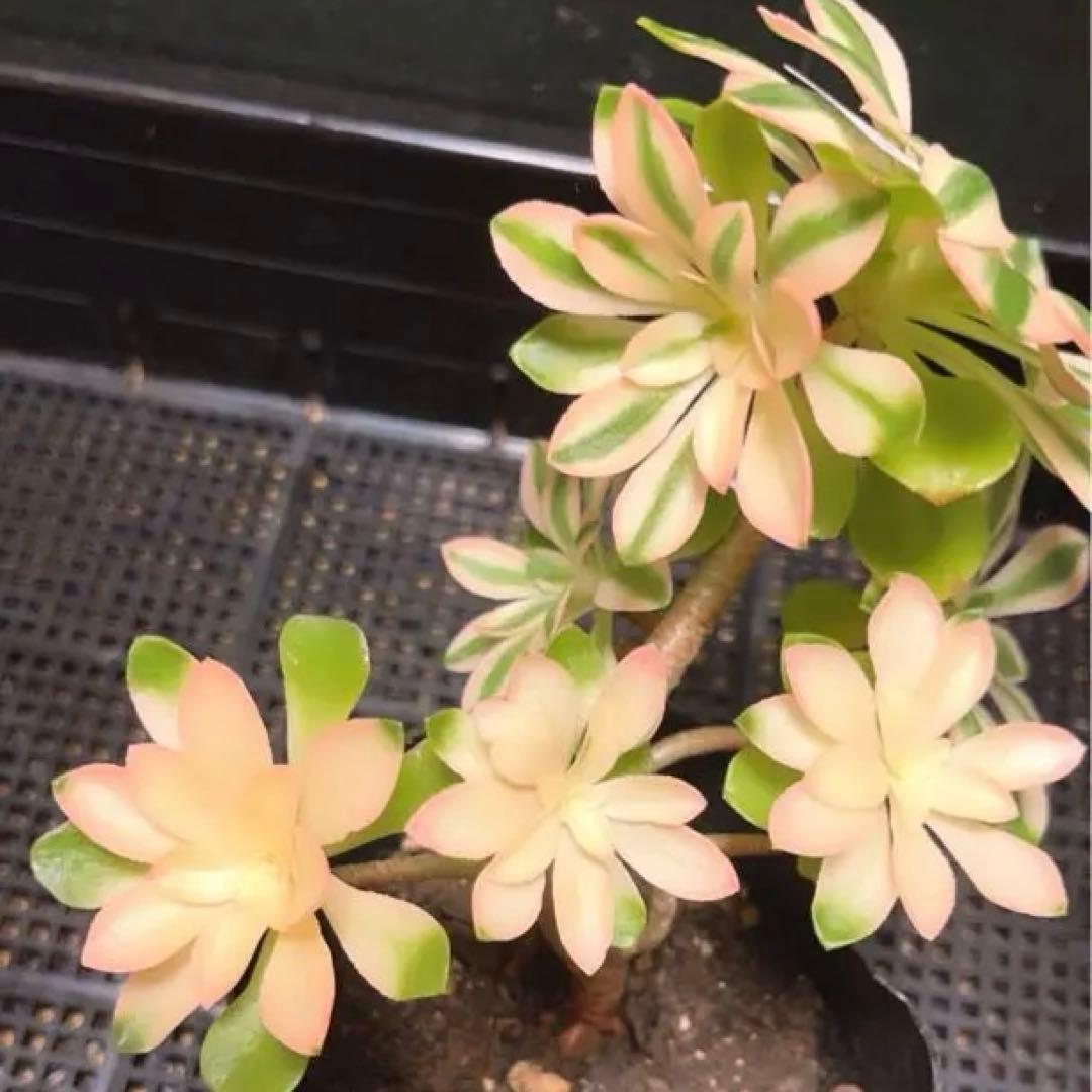 100#多肉植物❤️アエオニウム錦❤️ホロスパツラツム錦❤️7頭16cm拔き苗