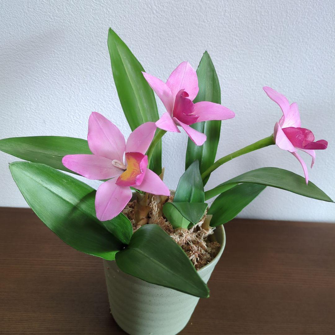 ベルガモットミニカトレアと都忘れ