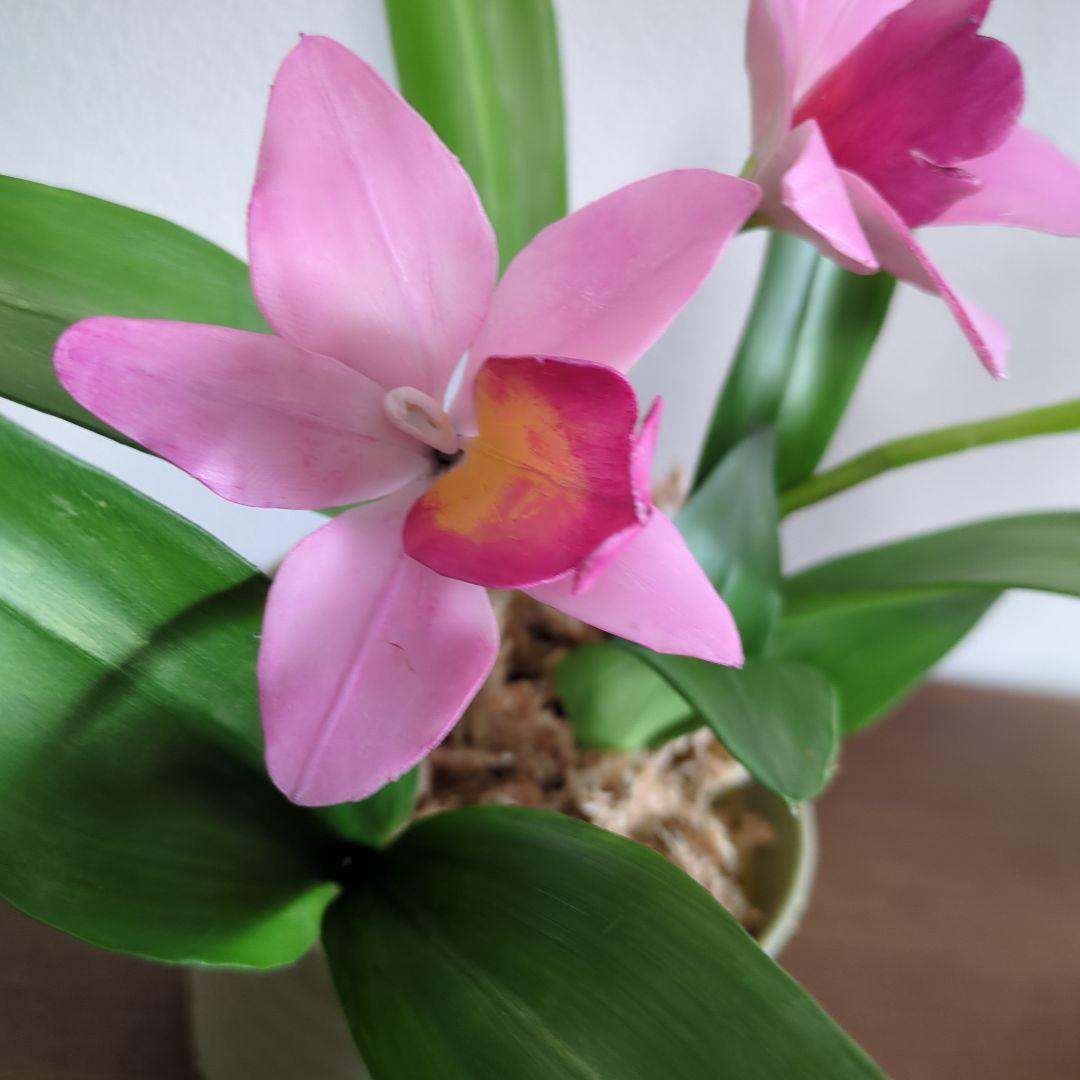 ベルガモットミニカトレアと都忘れ