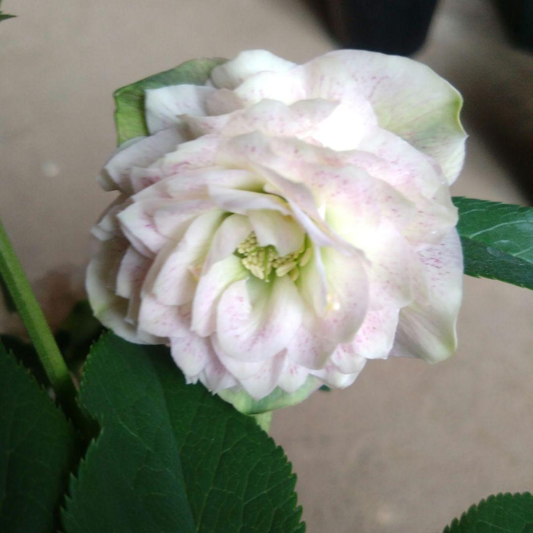 クリスマスローズ　淡いピンク多弁dd　開花株