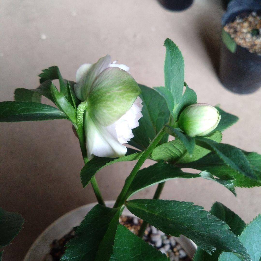 クリスマスローズ　淡いピンク多弁dd　開花株