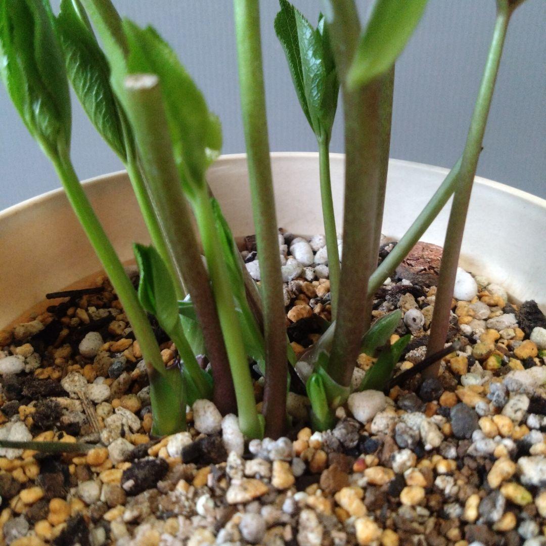 クリスマスローズ　淡いピンク多弁dd　開花株