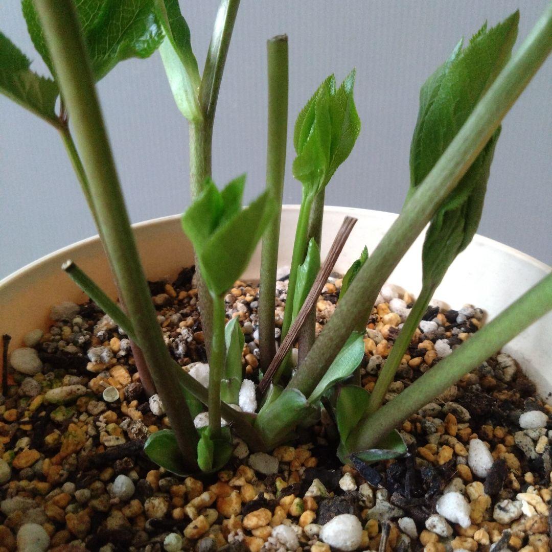 クリスマスローズ　淡いピンク多弁dd　開花株