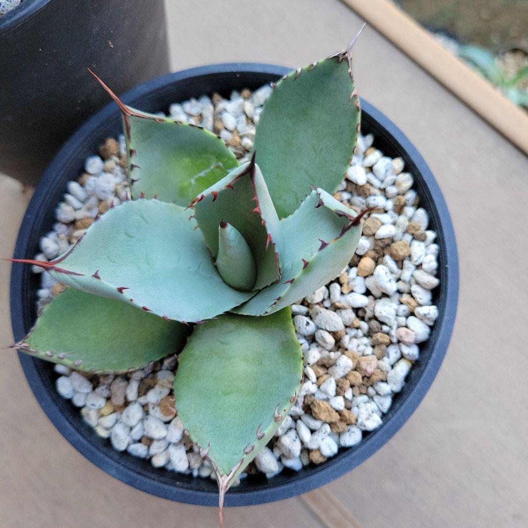 アガベ　スノーデビル、パリートランカータ　セット