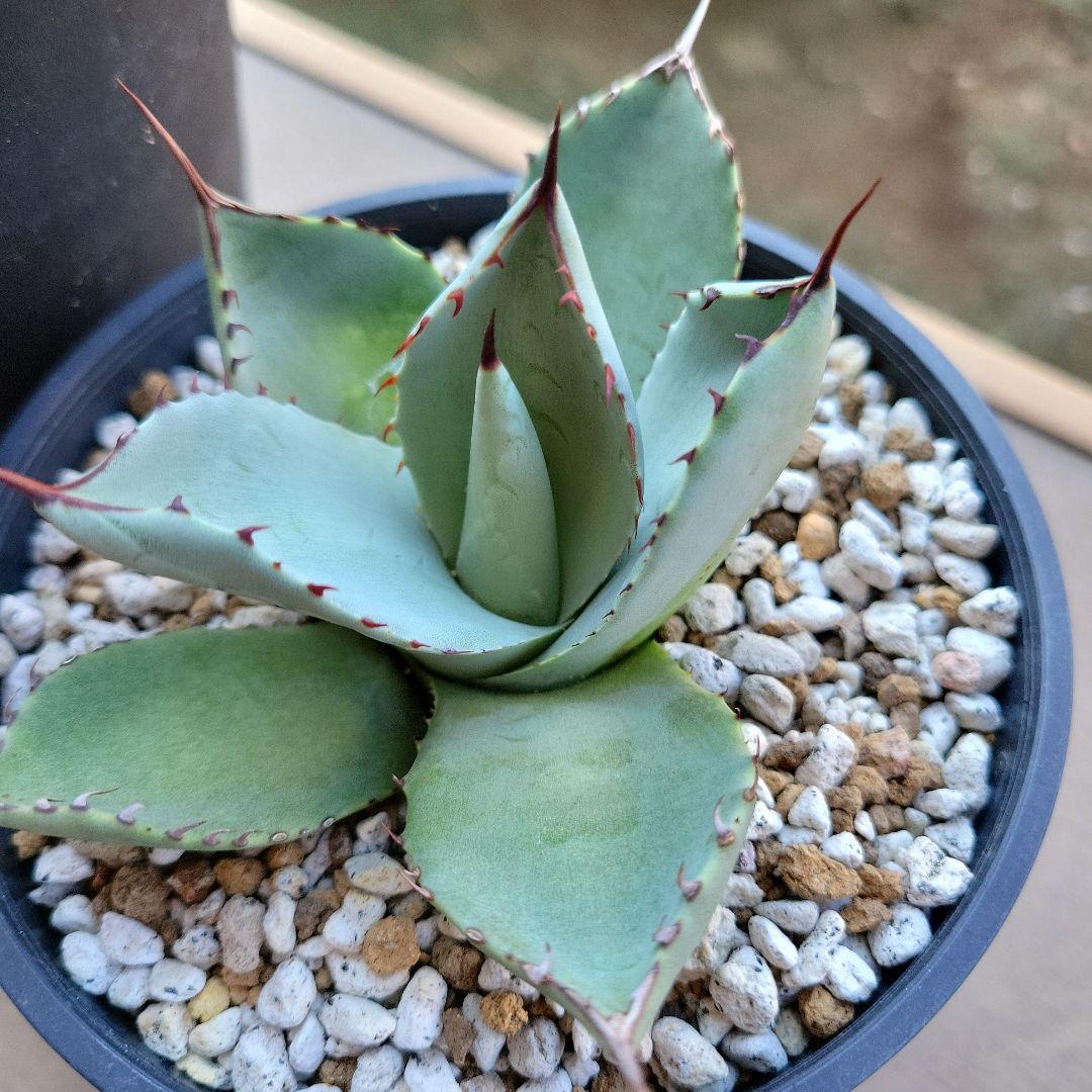 アガベ　スノーデビル、パリートランカータ　セット