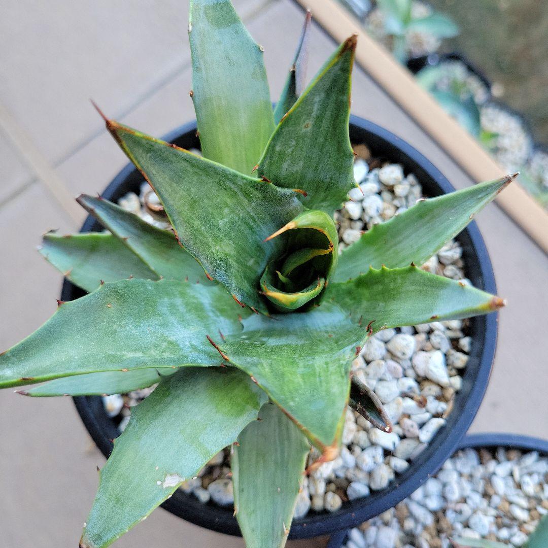 アガベ　スノーデビル、パリートランカータ　セット