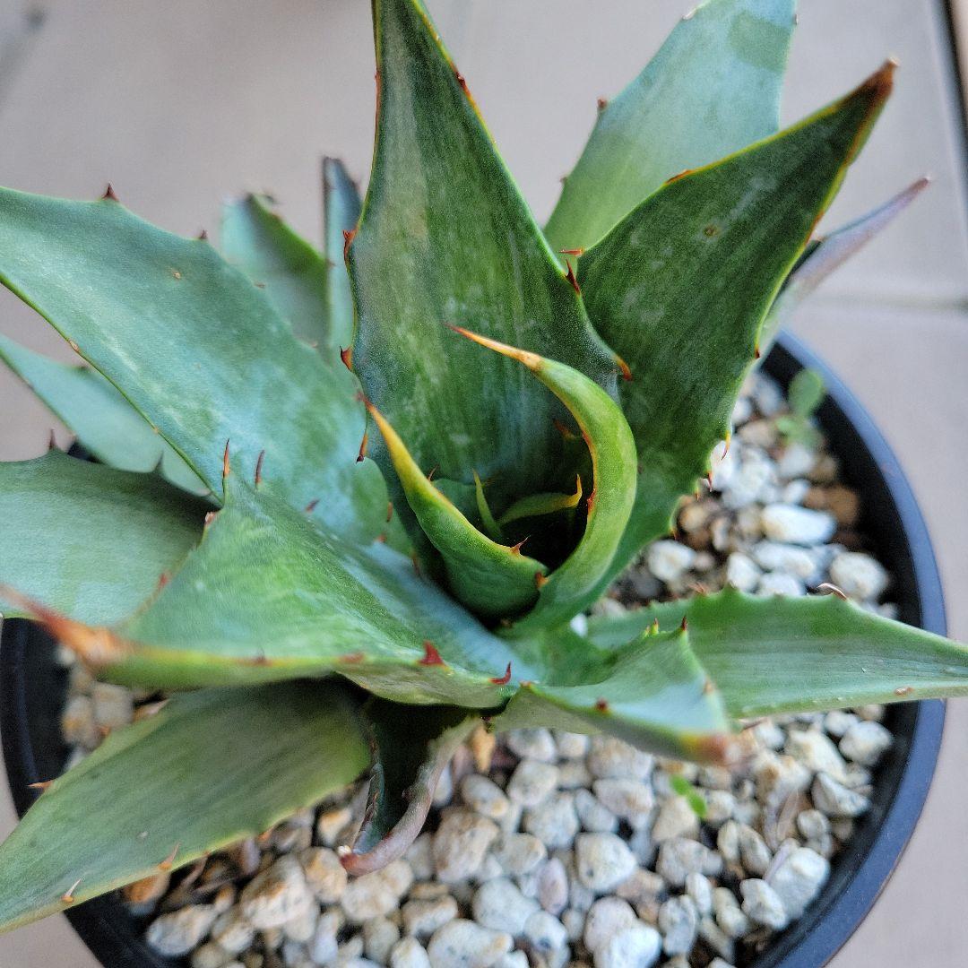 アガベ　スノーデビル、パリートランカータ　セット