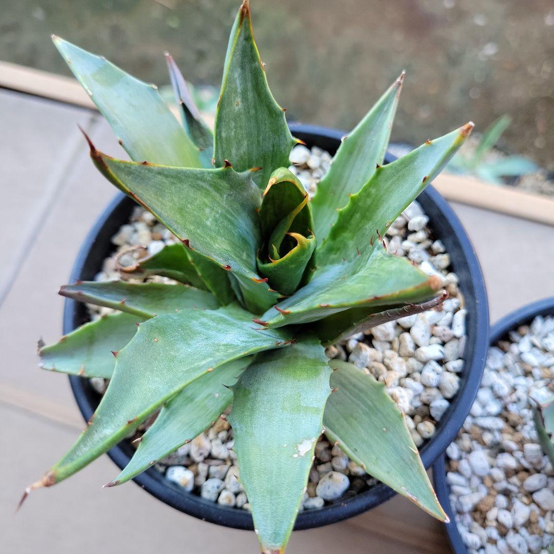 アガベ　スノーデビル、パリートランカータ　セット