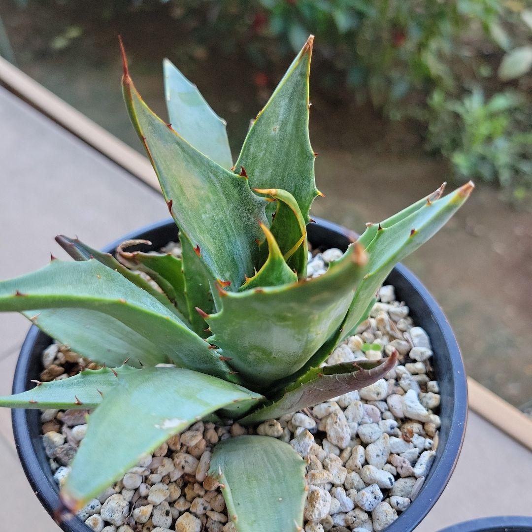 アガベ　スノーデビル、パリートランカータ　セット