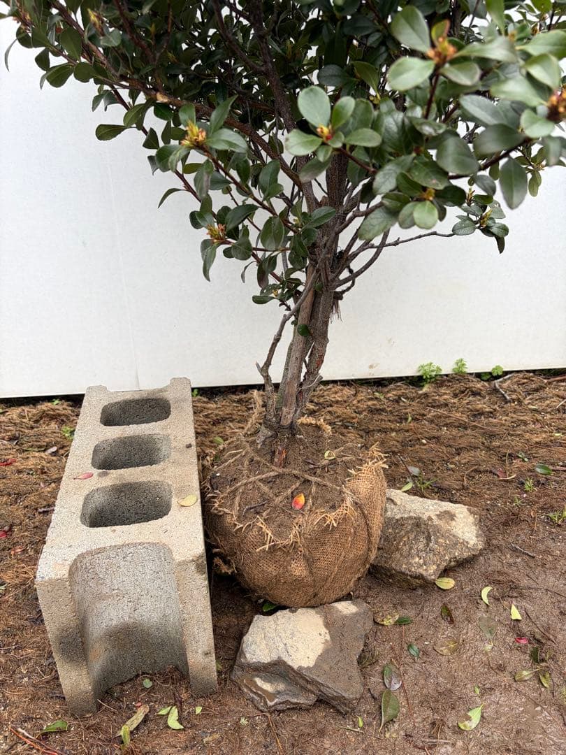 ヒメシャリンバイ　148