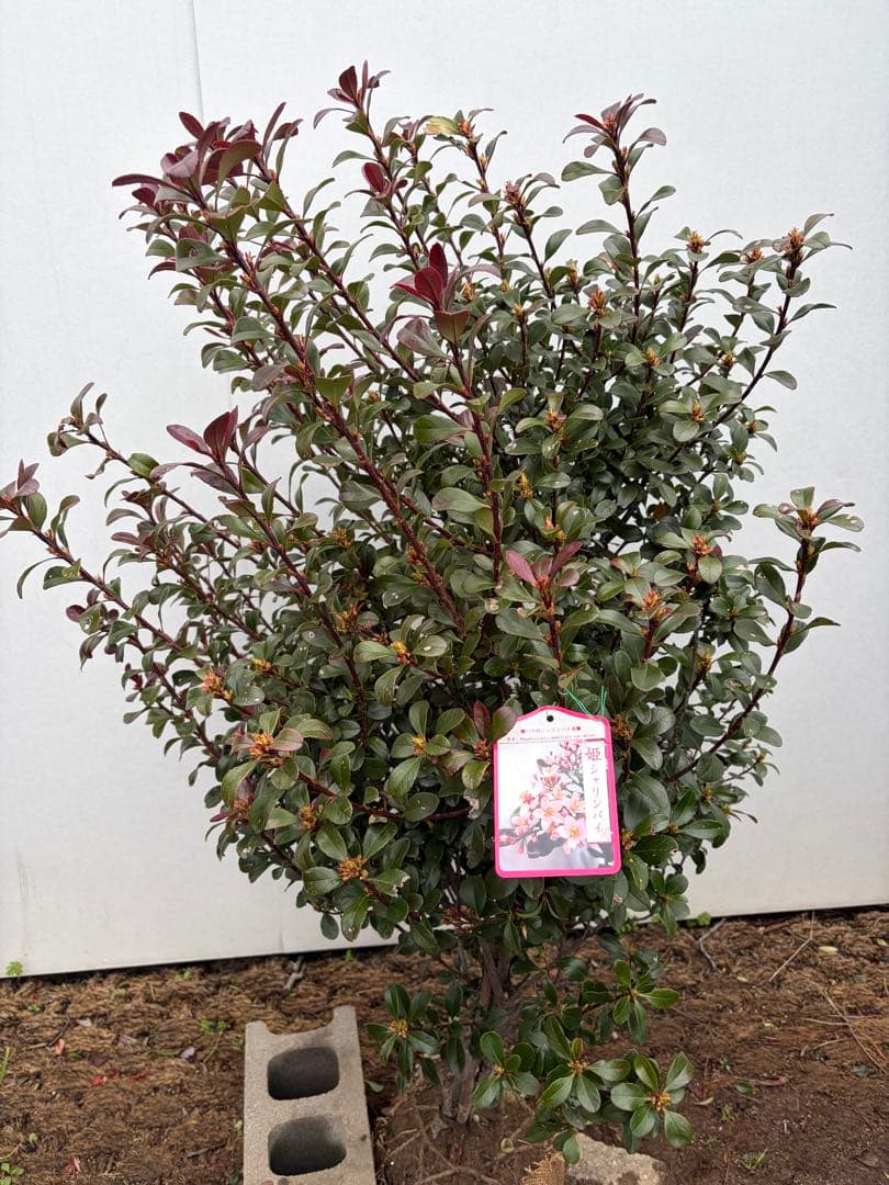 ヒメシャリンバイ　148